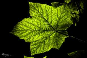 Thimbleberry Leaf-9579.jpg